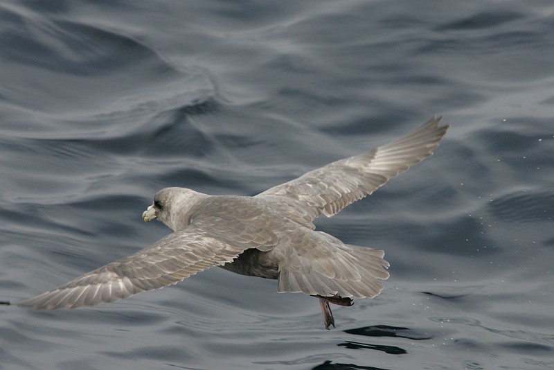 Northern Fulmar (Fulmarus glacialis, Fulmaris glacialis) In Flight Over the Water in the Alaska Maritime National Wildlife Refuge (AMNWR), Aleutian Islands, State of Alaska, USA. Photo Credit: Steve Hillebrand, Alaska Image Library, United States Fish and Wildlife Service Digital Library System (http://images.fws.gov), United States Fish and Wildlife Service (FWS, http://www.fws.gov), United States Department of the Interior (http://www.doi.gov), Government of the United States of America (USA).