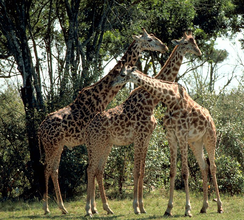 Three Very Tall Masai Giraffes, Republic of Kenya. Photo Credit: Gary M. Stolz, Washington DC Library, United States Fish and Wildlife Service Digital Library System (http://images.fws.gov, WO5635-007), United States Fish and Wildlife Service (FWS, http://www.fws.gov), United States Department of the Interior (http://www.doi.gov), Government of the United States of America (USA).