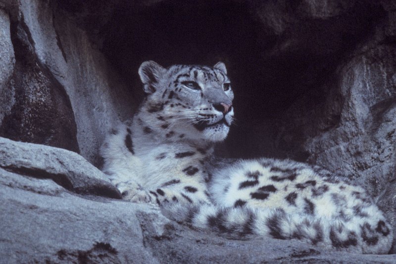 2. Snow Leopard, Uncia uncia. Photo Credit: Ron Singer, Washington DC Library, United States Fish and Wildlife Service Digital Library System (http://images.fws.gov, WO3977-33F), United States Fish and Wildlife Service (FWS, http://www.fws.gov), United States Department of the Interior (http://www.doi.gov), Government of the United States of America (USA).