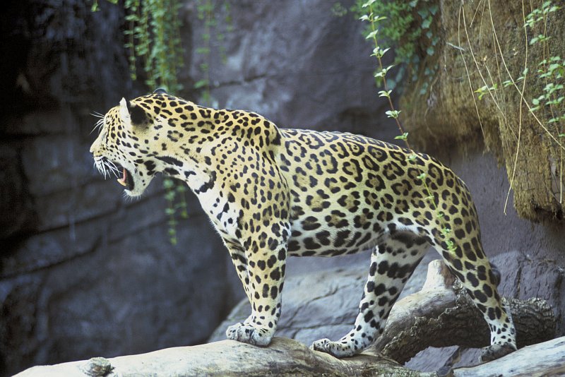 3. Jaguar, Panthera onca. Photo Credit: John and Karen Hollingsworth, Washington DC Library, United States Fish and Wildlife Service Digital Library System (http://images.fws.gov, WO0677-33F), United States Fish and Wildlife Service (FWS, http://www.fws.gov), United States Department of the Interior (http://www.doi.gov), Government of the United States of America (USA).