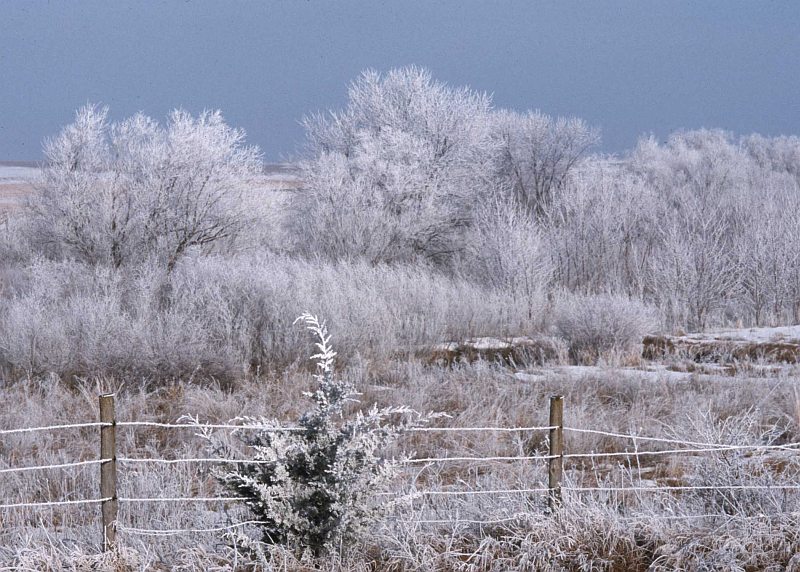 Heavy Frost On the Landscape Creates a Pretty Winter Scene, State of Iowa, USA. Photo Credit: Roger Hill (2001, http://photogallery.nrcs.usda.gov, NRCSIA01048), USDA Natural Resources Conservation Service (NRCS, http://www.nrcs.usda.gov), United States Department of Agriculture (USDA, http://www.usda.gov), Government of the United States of America (USA).