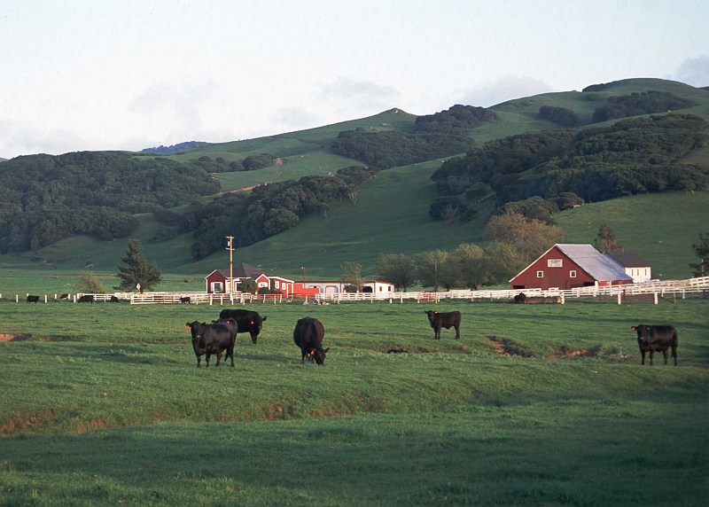 Curious Cattle In the Green Pasture, and In the Background, Green Rolling Hills. Sonoma County, State of California, USA. Photo Credit: Lynn Betts (2000, http://photogallery.nrcs.usda.gov, NRCSCA00049), USDA Natural Resources Conservation Service (NRCS, http://www.nrcs.usda.gov), United States Department of Agriculture (USDA, http://www.usda.gov), Government of the United States of America (USA).