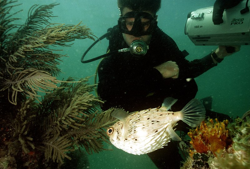 Porcupinefish, March 8, 1996, Key West, State of Florida, USA. Photo Credit: Photographer's Mate Second Class(DV) Andrew McKaskle, United States Air Force; Defense Visual Information Center (DVIC, http://www.DoDMedia.osd.mil, DNST9800620 and N0410SCT3/96011) and United States Air Force (USAF, http://www.af.mil), United States Department of Defense (DoD, http://www.DefenseLink.mil or http://www.dod.gov), Government of the United States of America (USA).