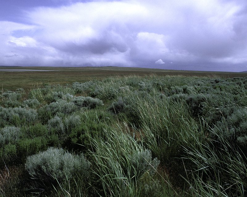 Cloudy Sky and an Open Field of Wild Rye and Sage at Clear Lake National Wildlife Refuge, Tulelake, State of California, USA. Photo Credit: Tupper Ansel Blake, NCTC Image Library, United States Fish and Wildlife Service Digital Library System (http://images.fws.gov, WV-9175-Centennial CD), United States Fish and Wildlife Service (FWS, http://www.fws.gov), United States Department of the Interior (http://www.doi.gov), Government of the United States of America (USA).