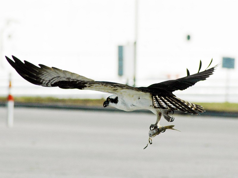4. An Osprey (Falco haliaetus) or Fish Hawk, With Talons Clutching a Headless Fish, In-Flight Near the Kennedy Space Center News Center, Launch Complex 39, NASA Kennedy Space Center, State of Florida, USA. Photo Credit: Ken Thornsley, Kennedy Media Gallery - Wildlife (http://mediaarchive.ksc.nasa.gov) Photo Number: KSC-07PD-0169, John F. Kennedy Space Center (KSC, http://www.nasa.gov/centers/kennedy), National Aeronautics and Space Administration (NASA, http://www.nasa.gov), Government of the United States of America.