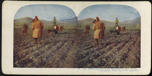 Gathering fuel in the Manchurian corn fields