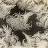 *Frost Flowers on the Windows* (1899)