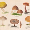 *Fungi Collected in Shropshire and Other Neighbourhoods* (1860–1902)