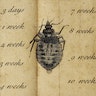 “Those Disturbers of my Rest”: The First Treatise on Bedbugs (1730)