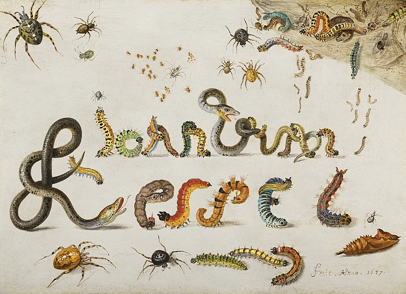 File:Jan van Kessel (I) - Garden and house spiders with grass snakes and caterpillars contorted and entwined to spell the artist's name.jpg
