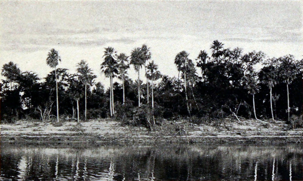 A photograph of a riverbank, with a sandy shore and dozens of large palm trees on the horizon.