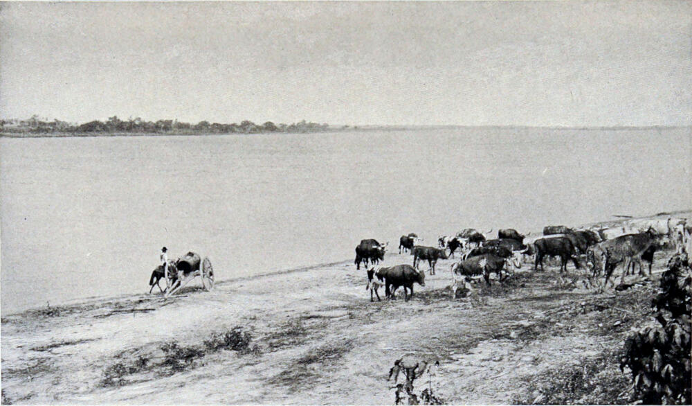 A photograph of a riverbank taken from the shore, with several cows on the right side of the picture. On the left side of the picture, a man stands beside a water cart on wheels.
