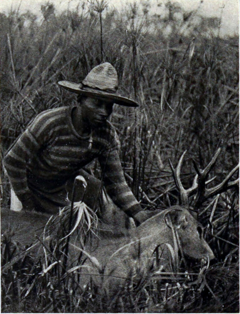 A photograph of a man standing over the body of a horned, furry animal.