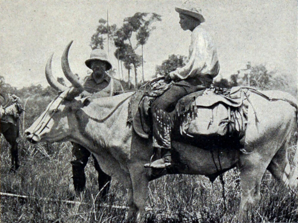 A photograph of a boy sitting in a saddle on a large, white horned cow, with Colonel Roosevelt standing behind him.