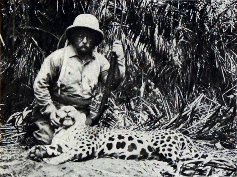 A photograph of Colonel Roosevelt, holding a long gun, kneeling behind the body of a large, spotted animal.