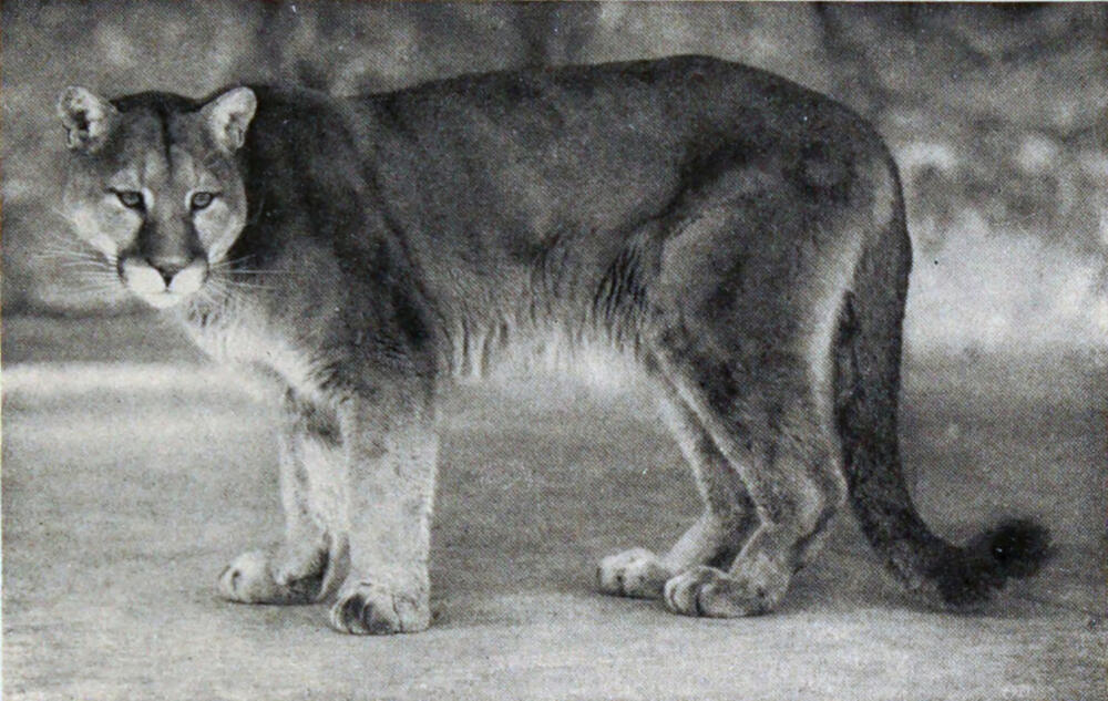 A photograph of a large, furry catlike animal in profile.