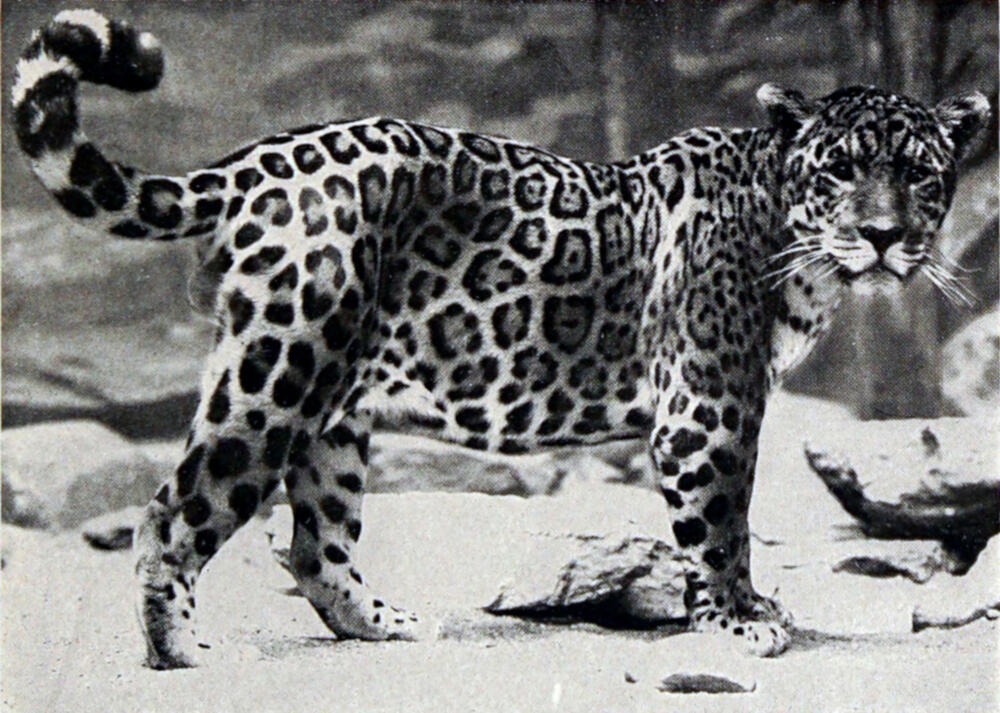A photograph of a large, furry spotted catlike animal in profile.