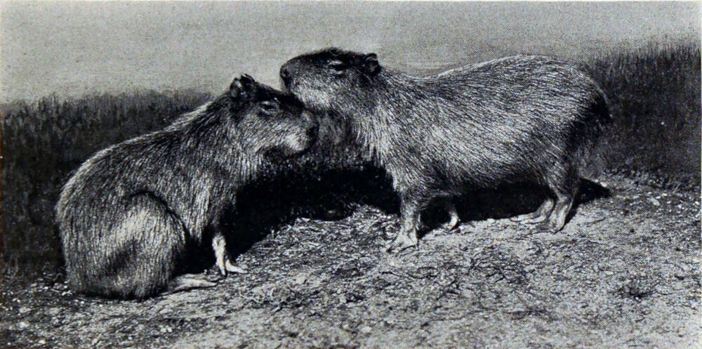 A photograph of two large rodents with their snouts nuzzling.