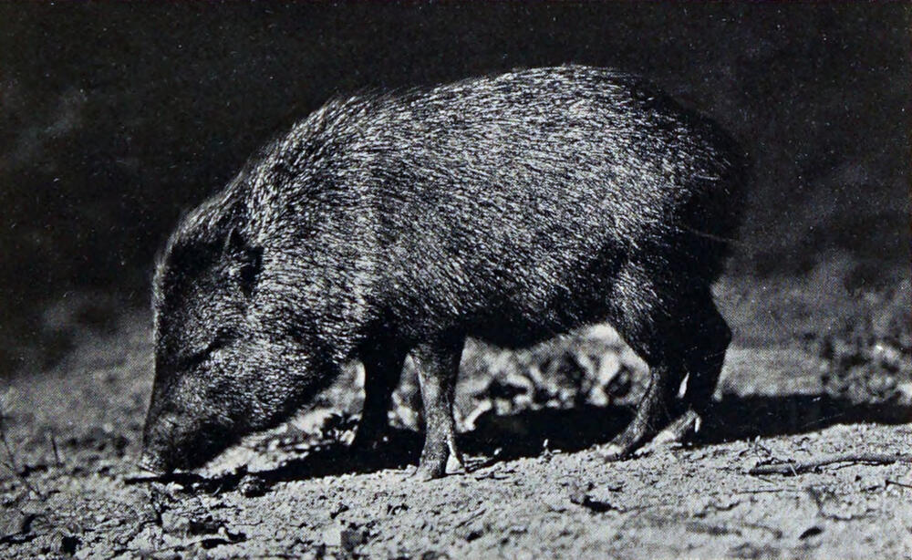 A photograph of a small, pig-like animal in profile.