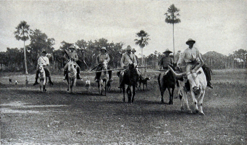 A photograph of seven men on the backs of large, horned cows, riding through a flat area with numerous palm trees in the background. They are accompanied by five dogs.