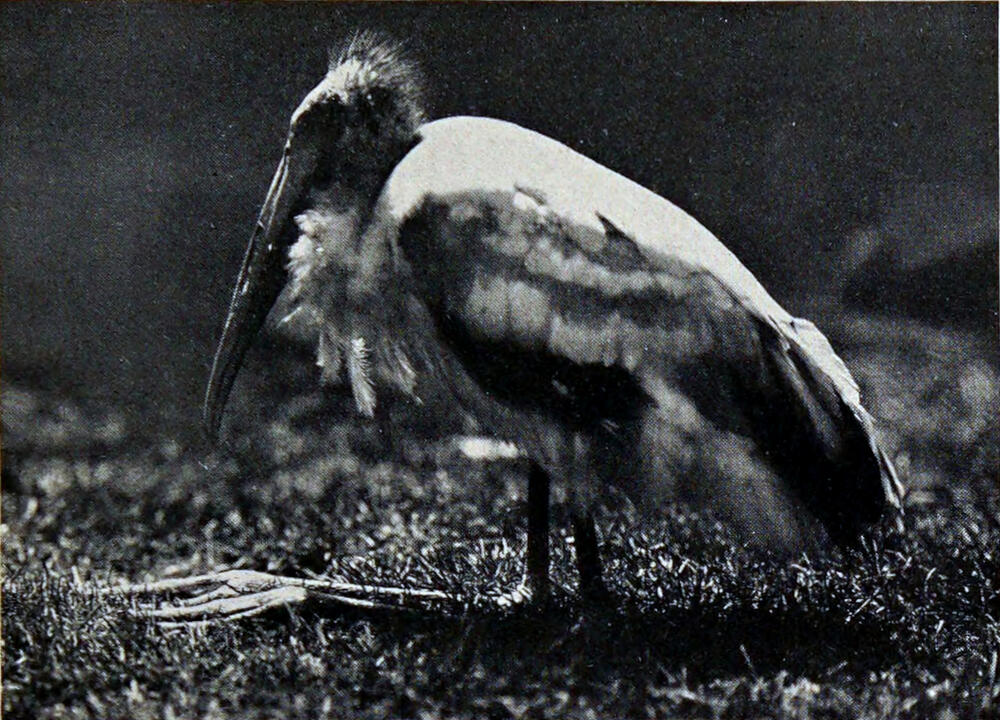 A photograph of a long-legged wading bird with a long bill.