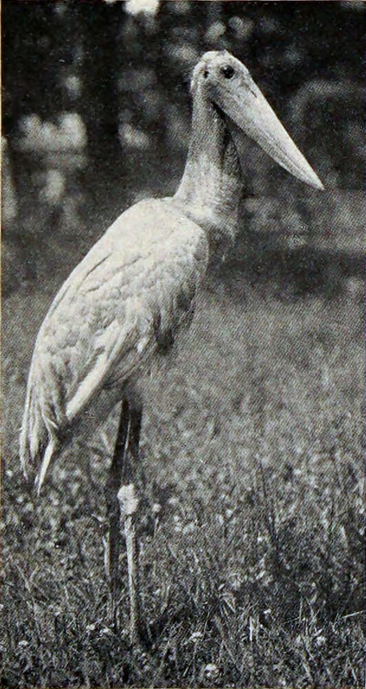 A photograph of a tall and elegant bird.