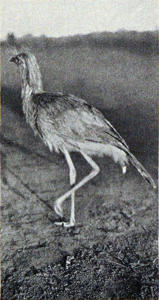 A photograph of a large, long-legged bird.
