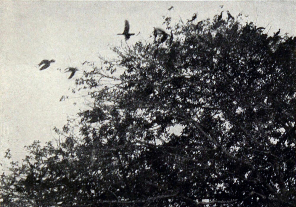 A photograph of a tree in the lower right, with three birds flying toward it from the left.