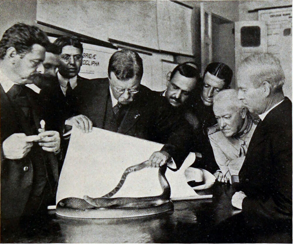 A photograph of several men standing around a table, including Colonel Roosevelt holding the tail of a snake.
