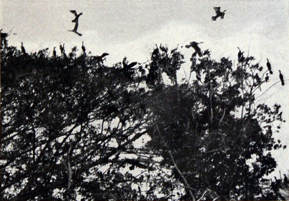 A photograph of a tree in the lower left, with four birds flying toward it and many others perched on the tree’s branches.