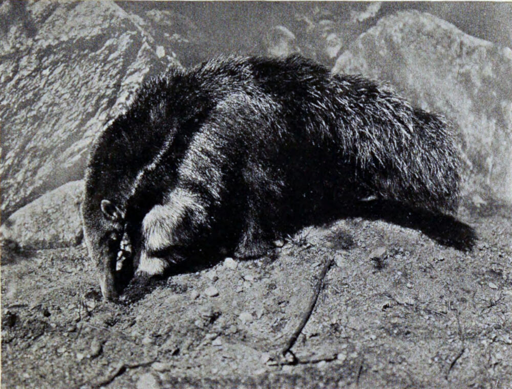 A photograph of a four-legged animal covered in shaggy, coarse hair. Its long snout is pointed at the ground.