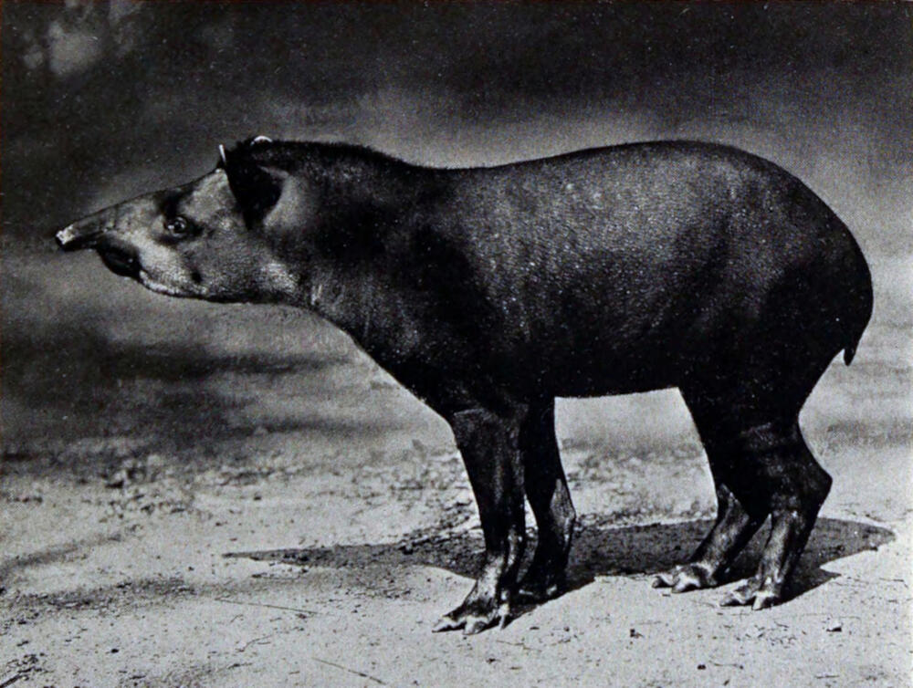 A photograph of an animal facing left that has a robust, barrel-shaped body with a stocky build and a stubby tail.