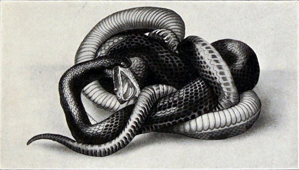 A photograph of a snake wrapped around another snake, with one snake’s head in the first snake’s mouth.