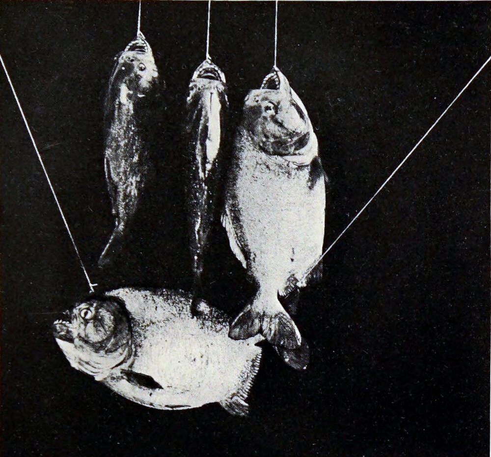 A photograph of four fish hanging from lines against a black cloth.