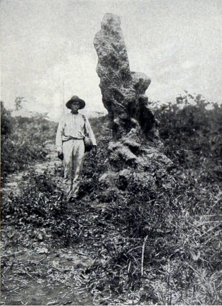 A photograph of a man standing beside a huge anthill. The anthill is twice as tall as the man.