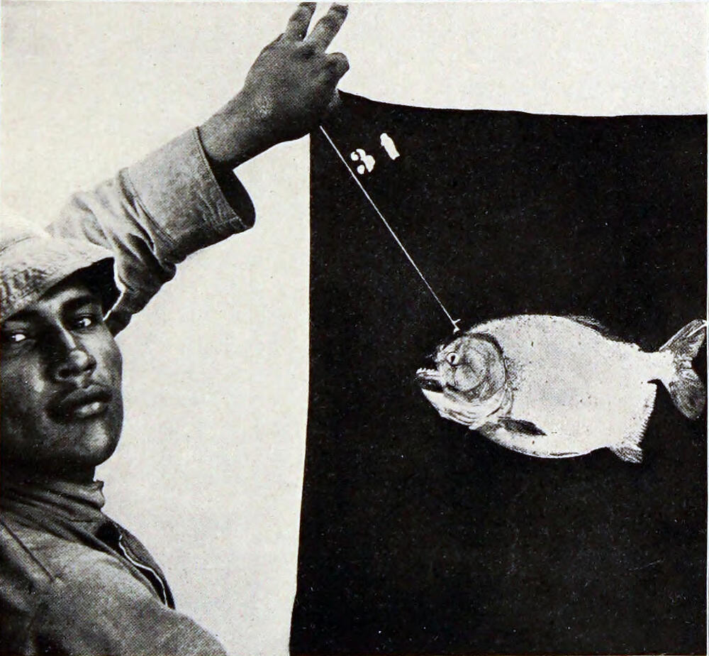A photograph of a man holding a fish on a line against a black cloth.