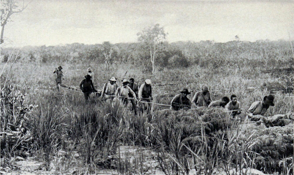 A photograph of several men carrying two canoes through tall brush.