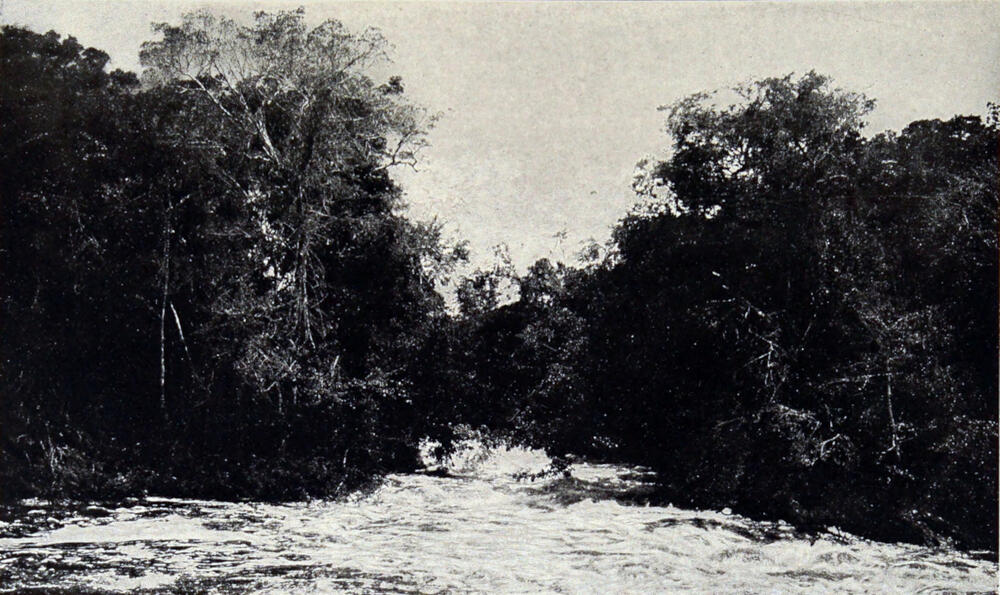 A photograph of a river with thick trees on the banks on either side. The water is rushing away from the camera, very turbulent.