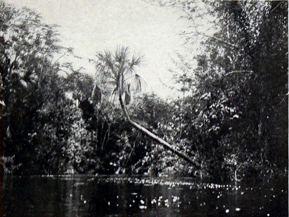 A photograph of a calm river surrounded by trees, with a palm tree arching over the river from the right bank.