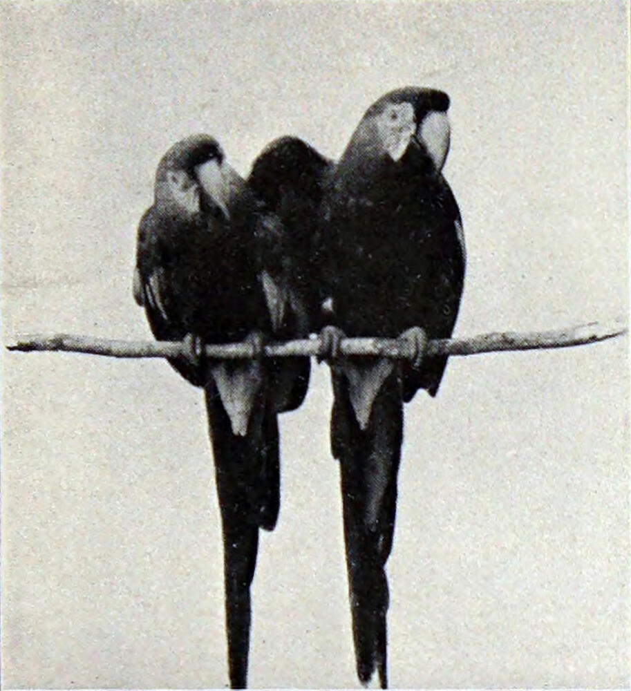 A photograph of two tropical birds perched on a branch.they have light beaks and light triangular patches around each eye.
