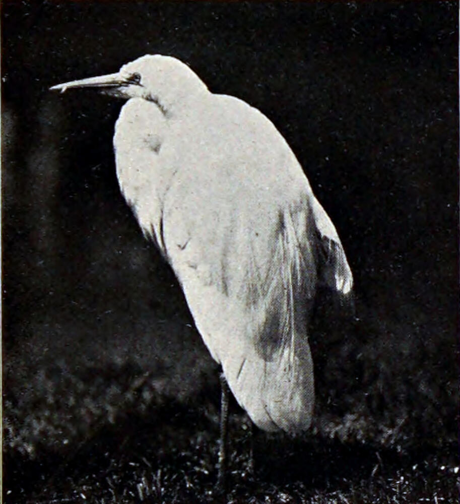 A photograph of a large white bird facing away from the camera. It is standing on grass and looking to the left.
