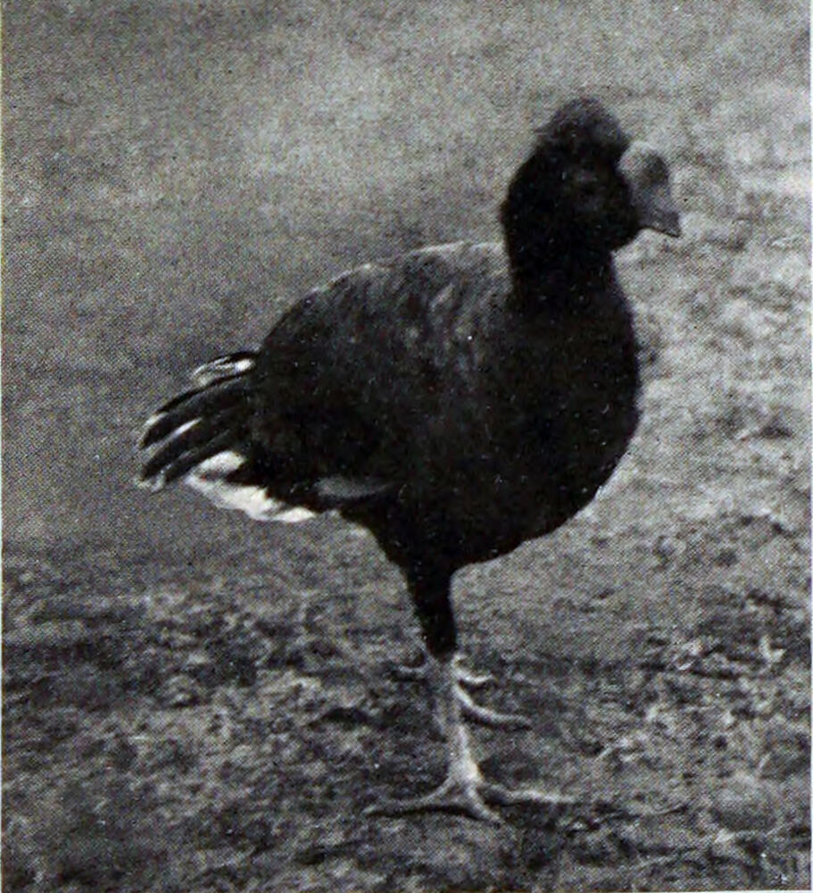 A photograph of a large, dark bird that has a relatively large head with a prominent crest of feathers on top.