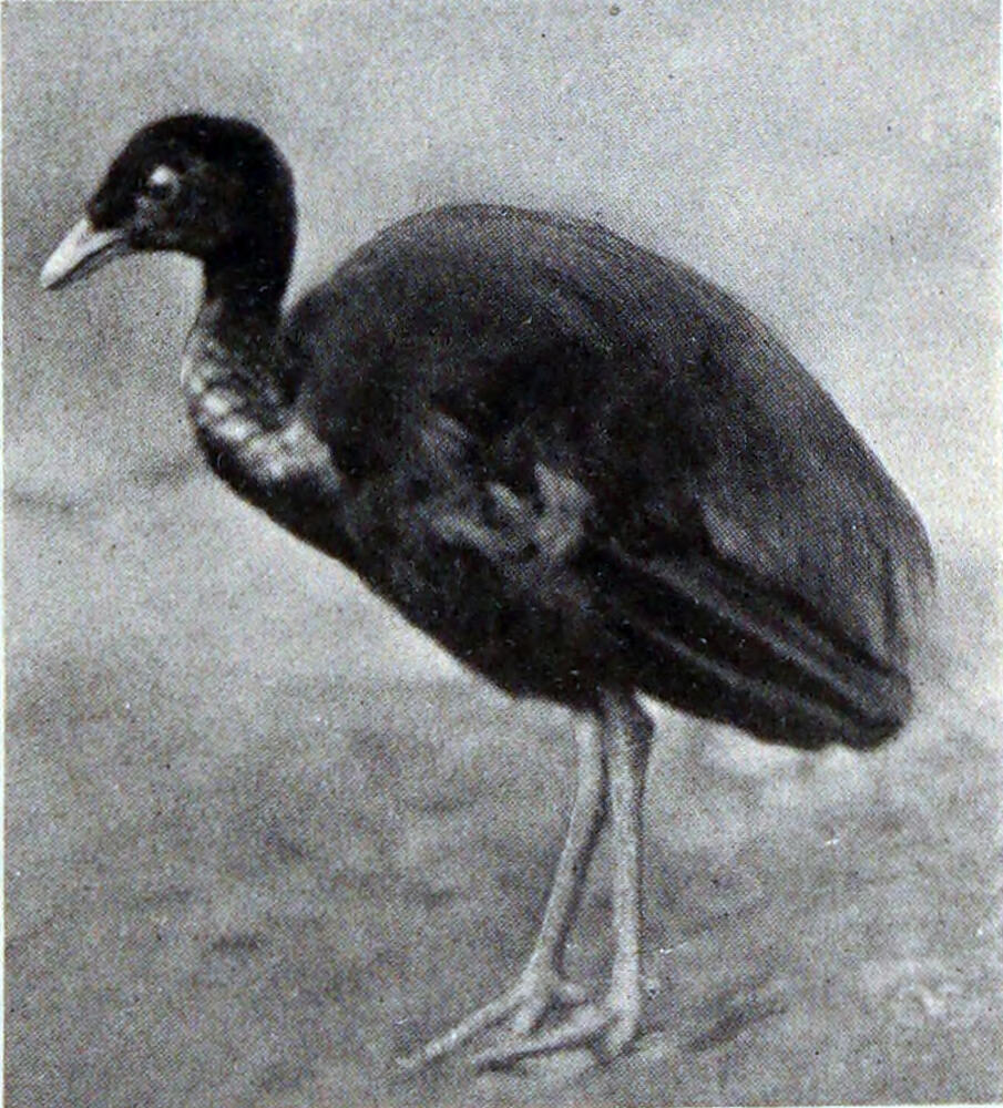 A photograph of a large, dark bird with long, light-colored legs.
