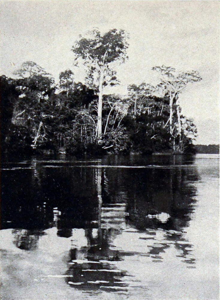 A photograph of a riverbank with a large tree in the center.