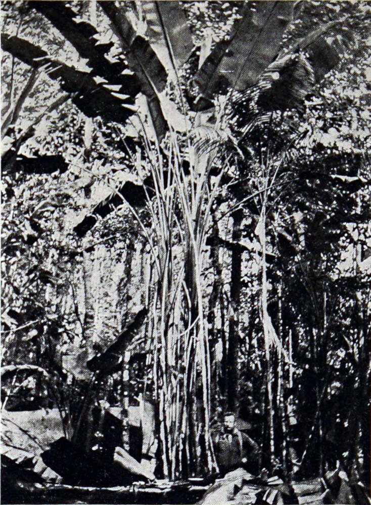 A photograph of a man standing in front of a group of tall, thin trees with large, palmlike leaves at the top.