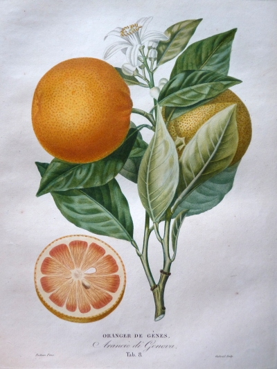 Histoire Naturelle des Orangers crite par antoine Risso (1777-1845)