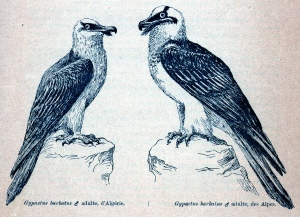 Observations sur quelques Gypates barbus (1896)