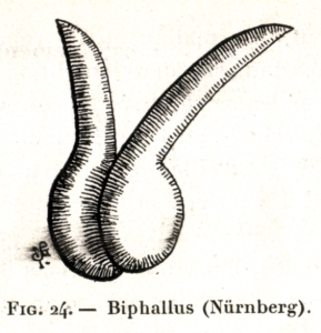 Fig. 24