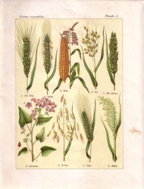 Les plantes qui nourrissent (pl. 1)