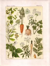 Les plantes qui nourrissent (pl. 2)